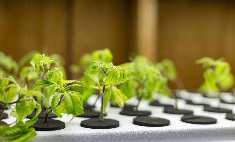 Hydroponic Cannabis