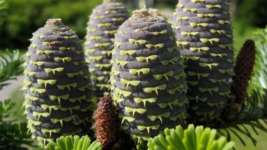 Fir Cones