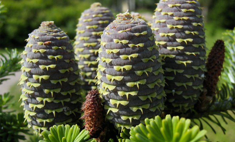 Fir Cones