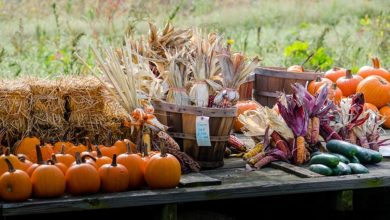 Harvest Festival