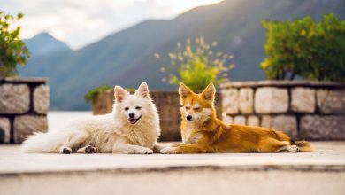 CBD oil calming two dogs, resting outdoors with a scenic mountain backdrop