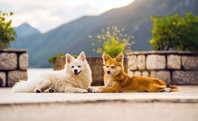 CBD oil calming two dogs, resting outdoors with a scenic mountain backdrop