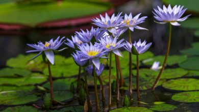 Blue lotus flowers to prepare blue lotus gummies for top brands