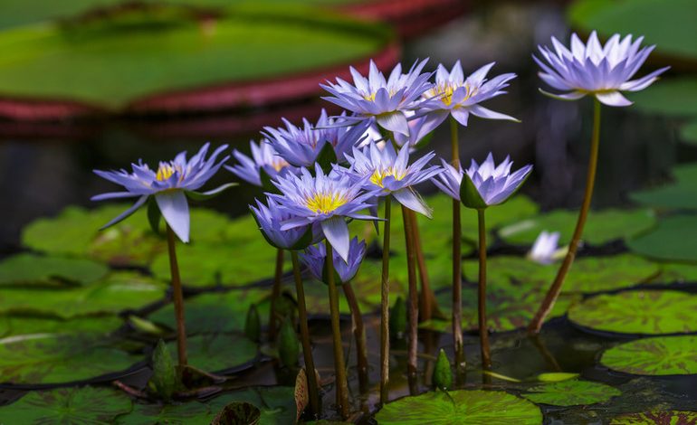 Blue lotus flowers to prepare blue lotus gummies for top brands