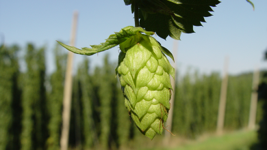 Photo of a cone