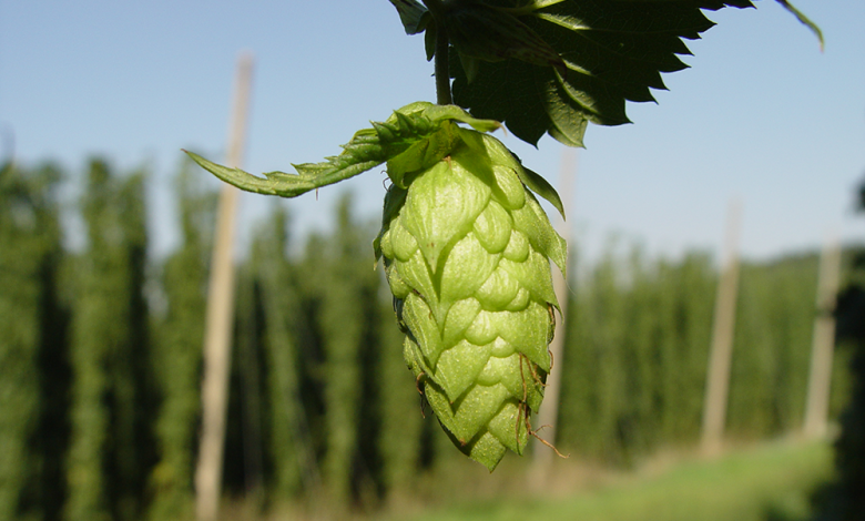 Photo of a cone