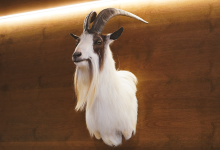 Bock Goat Head