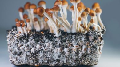 Process to identify magic mushrooms