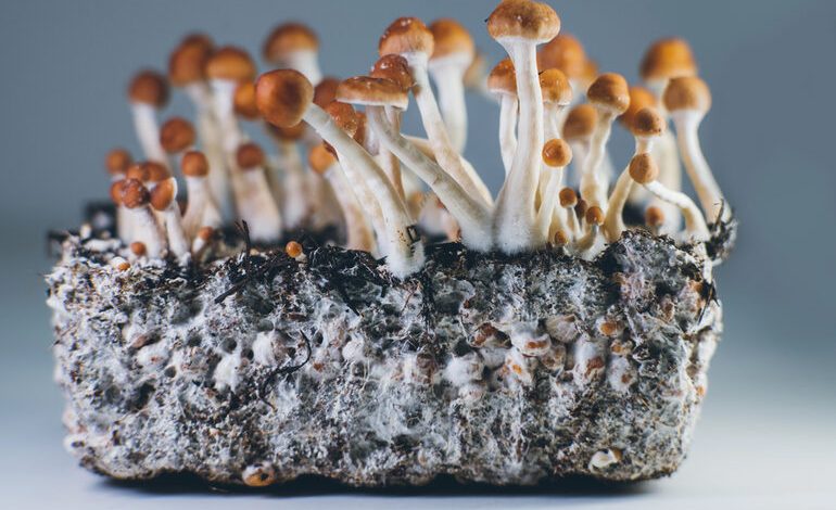 Process to identify magic mushrooms