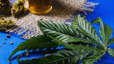 Cannabis leaf, buds, and beer on a blue background