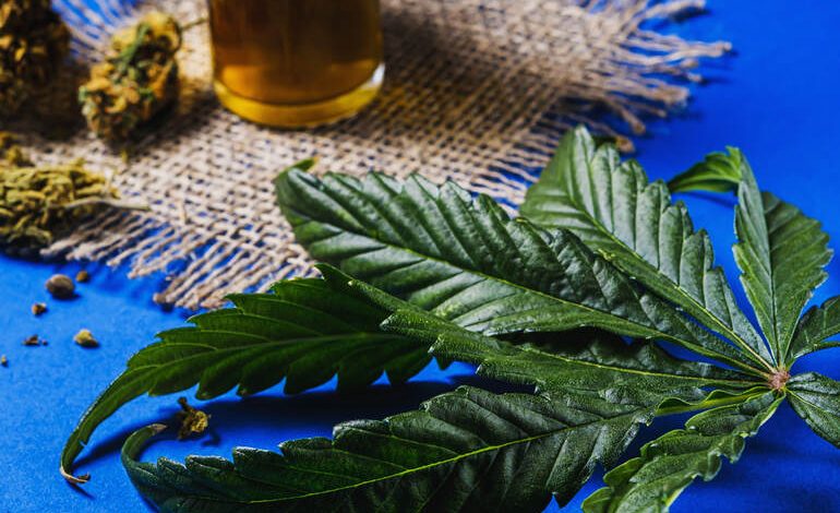 Cannabis leaf, buds, and beer on a blue background