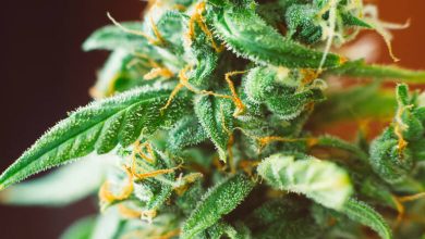 A close-up of THCA cannabis flower covered in trichomes