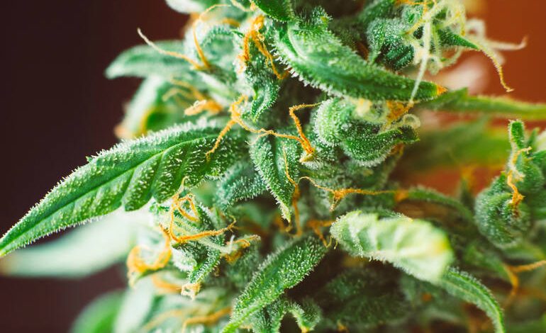A close-up of THCA cannabis flower covered in trichomes