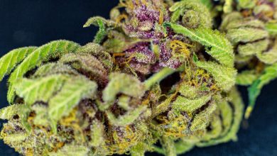 Close-up of Purple Punch THCA flower showcasing frosty trichomes, purple hues, and rich green leaves, a smooth cannabis strain favored by beer lovers.