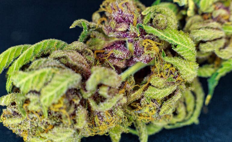 Close-up of Purple Punch THCA flower showcasing frosty trichomes, purple hues, and rich green leaves, a smooth cannabis strain favored by beer lovers.