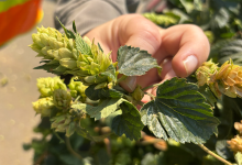 Thora Hops