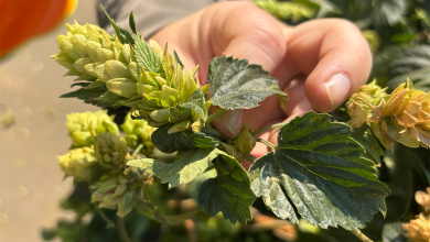 Thora Hops