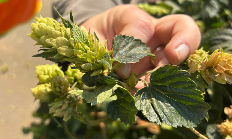 Thora Hops