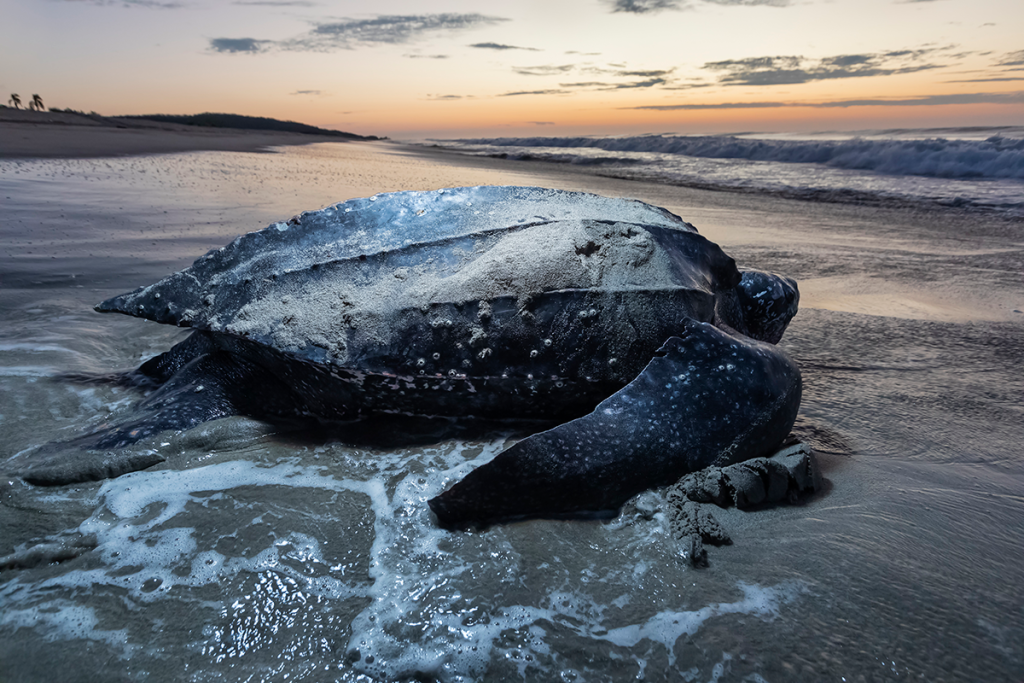 Eastern Pacific Shellback Turtle