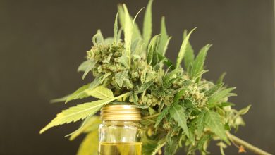 Potent THCA flower and oil extract.