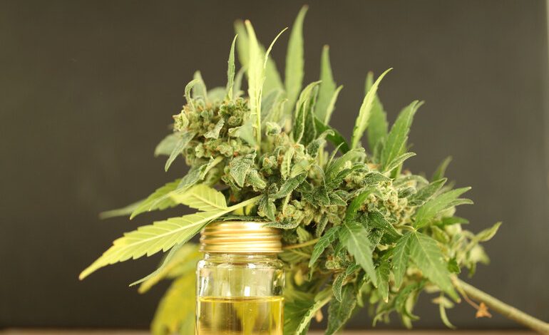 Potent THCA flower and oil extract.