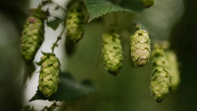 German Hops