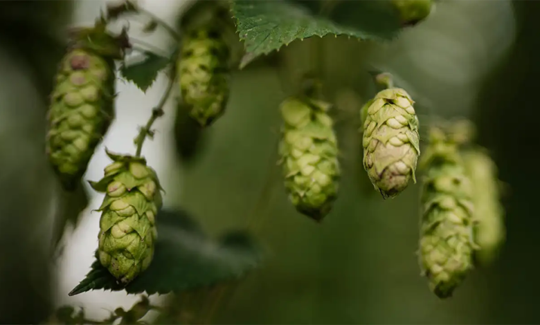 German Hops