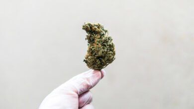 A person holding cannabis flower
